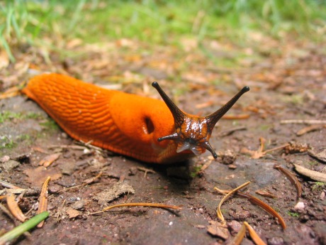 Orange_slug